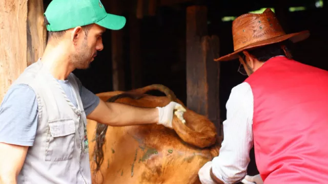 Genética bovina mejora en Cordillera: inseminación artificial arranca con plan piloto y busca expandirse a más productores