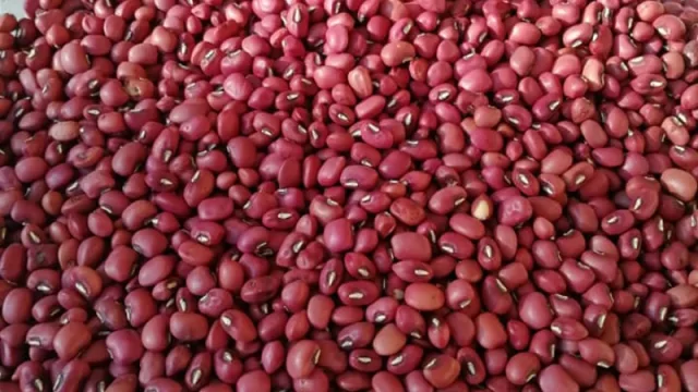 El poroto germina bien: producción crece, pero el mercado aún no absorbe toda la oferta