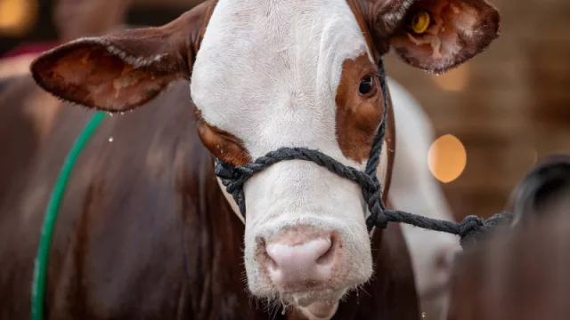 Arranca la Nacional Braford 2026: genética, financiamiento y casi 500 animales marcan el pulso del negocio ganadero