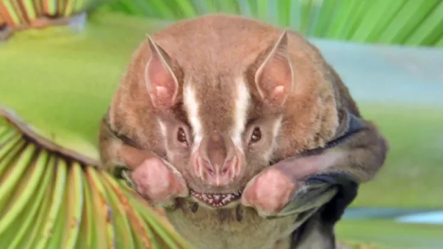 Paraguay suma ciencia: descubren una nueva especie de murciélago y el país gana protagonismo regional