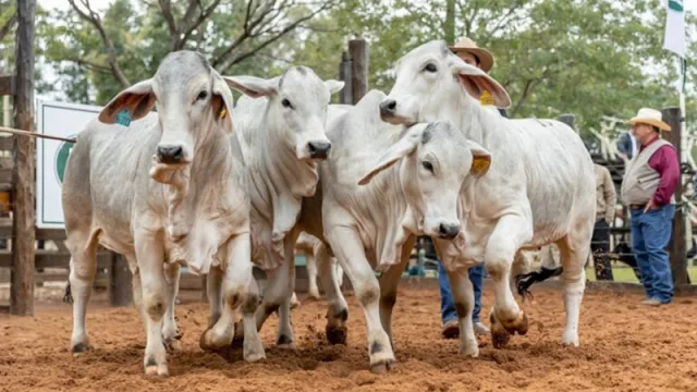 Nacional Brahman 2026: con 3.500 animales en pista, apuntan a duplicar ingresos en Neuland