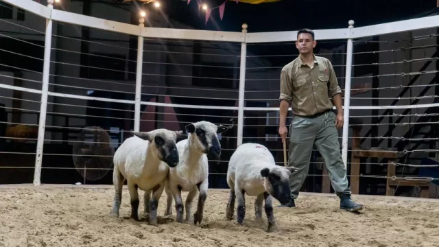 La etiqueta de remate de Hampshire Down: 100% de los lotes fueron preofertados