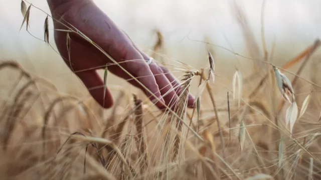 El dólar toca su menor valor en cinco años: ¿qué rubros son los beneficiados?