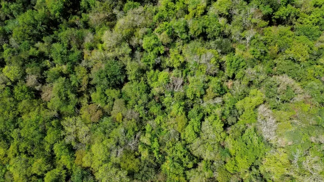 Lanzan Inventario Forestal Nacional: datos sobre carbono, especies y bosques para jugar en las grandes ligas verdes