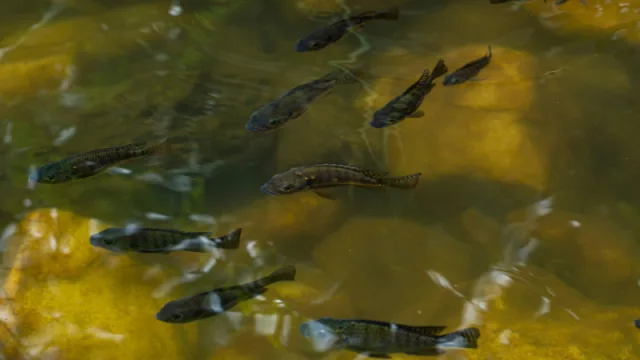 Del estanque al negocio grande: acuicultura mueve hasta 8.000 toneladas y quiere entrar a supermercados
