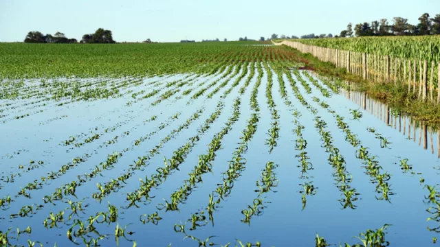 Clima en la balanza: posible retorno de El Niño activa alertas en el campo