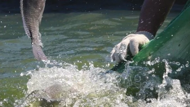 Acuicultura en Paraguay: un negocio de 8.000 toneladas que busca escalar al retail