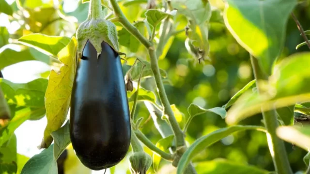 Nueva Italia acelera con huertas que superan 1.000 cajas de berenjena al año