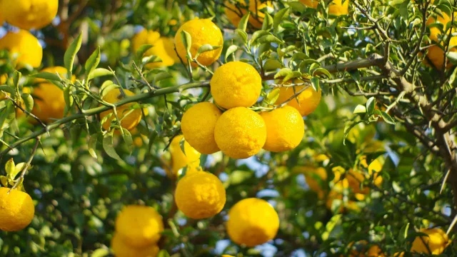 Cítricos en auge: el limón sutil, Tahití y japonés lideran la demanda (apuestan por semillas certificadas)