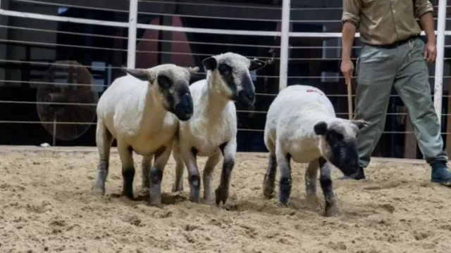 La magia de Hampshire Down impulsa la nacional ovina con foco juvenil y genética de alto rendimiento