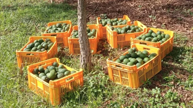 Palta Hesãi quiere llevar el mini aguacate paraguayo a Chile y prepara nuevo envío a España