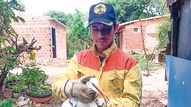 Ambulancia para mascotas y fauna silvestre: bomberos buscan G. 170 millones para concretar rescate de animales