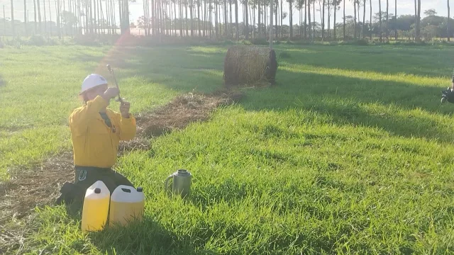 Fuego contra fuego: cómo las quemas prescritas pueden evitar incendios y cuidar la producción forestal