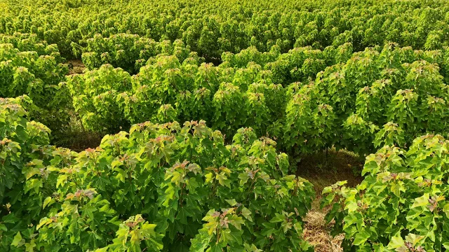 La chuta encontró su primera escala productiva: Paraguay ya exporta esta nuez única a Alemania