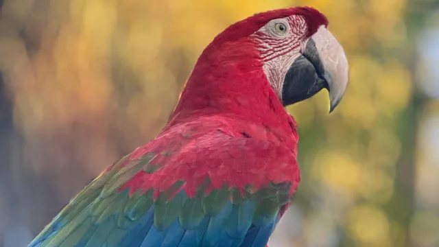 Día Mundial del Loro: un ave que nació para volar convertida en mascota en medio del tráfico ilegal