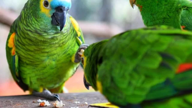 Día Mundial del Loro: Asora pone foco en el cuidado responsable de aves silvestres