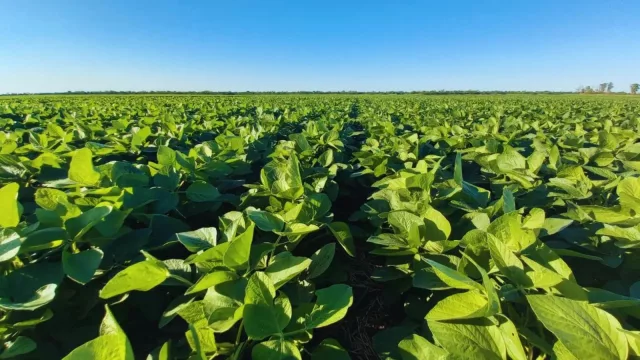 Soja récord, grado de inversión y dólar débil: las razones detrás del fortalecimiento del guaraní