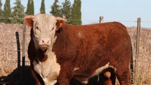 Hereford busca ganar terreno con genética: animales de 18 meses ya superan los 400 kilos