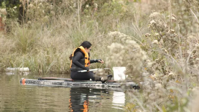 Ni río ni mar: la primera medusa de agua dulce registrada en nuestro país apareció en una cantera
