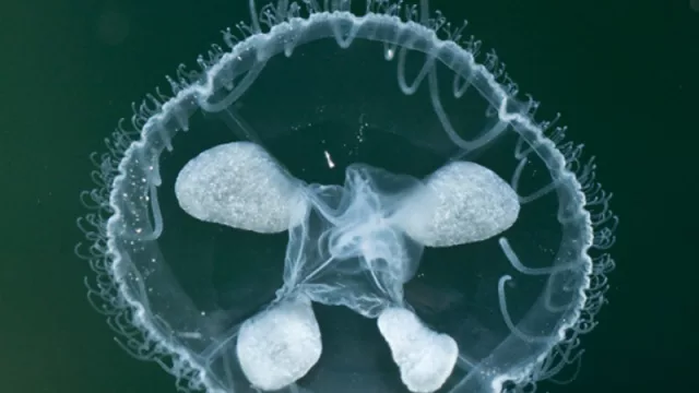 Ni río ni mar: una medusa de agua dulce fue hallada en una cantera paraguaya