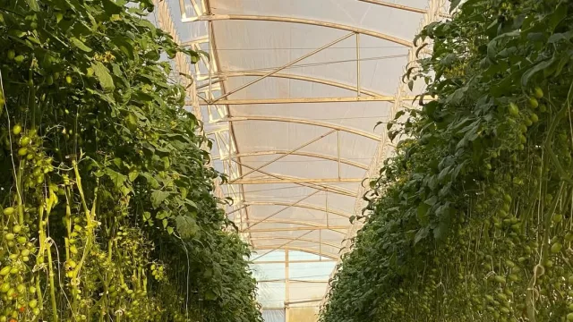 Froniva: la IA que germinó en una huerta de Nueva Italia y ahora busca enraizar en Europa