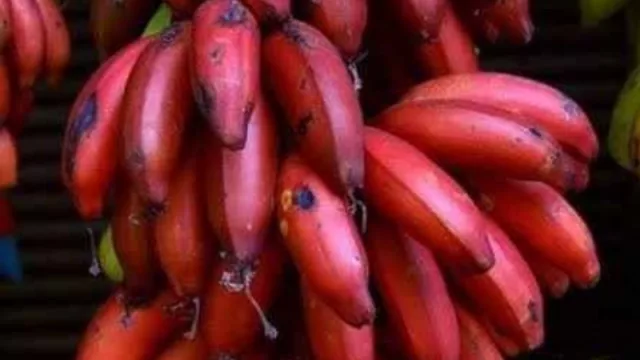 Más dulce y exótica: la banana roja gana terreno desde un vivero de San Lorenzo