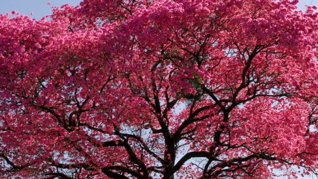 Tajy: el tesoro florecido del Paraguay tiene siete especies