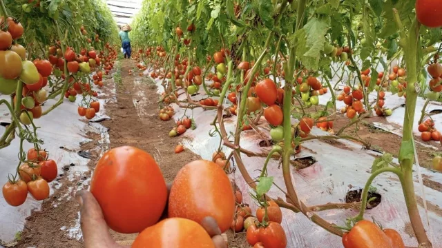 ¿Cómo se prepara el agro ante la llegada de El Niño? Las claves del campo paraguayo
