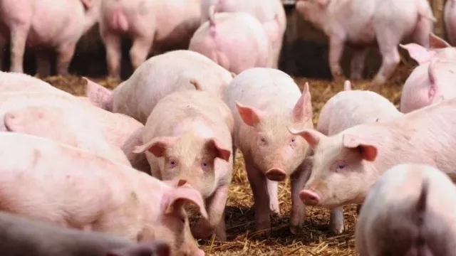 Corte porcino nacional sigue entre los más caros del Mercosur luego de Uruguay y Argentina (pese al ajuste de precio)