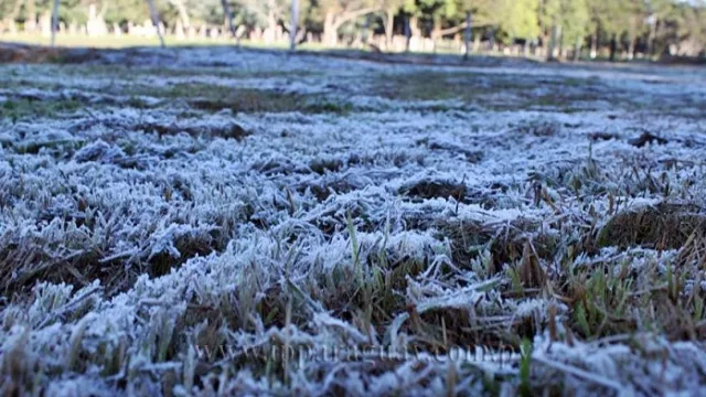 Sur gélido: productores se preparan ante heladas con ajustes en sistema de riego y coberturas