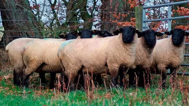 La oveja que genera interés: la inglesa Suffolk vuelve para impulsar el negocio de la carne ovina
