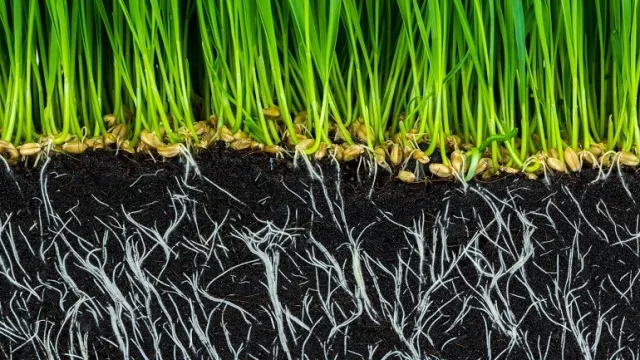 El suelo no se fabrica: cómo ayuda la siembra directa, la rotación de cultivos y el uso de coberturas vegetales a su conservación