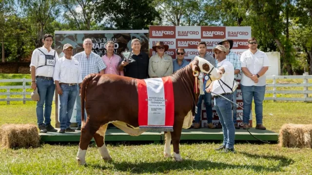 La inversión que camina sobre cuatro patas: Braford y Nelore protagonizarán grandes remates en la Expo
