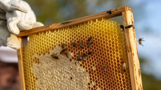 Pequeñas obreras, grandes negocios: las abejas aportan hasta US$ 577.000 millones al agro mundial