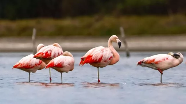 Vacaciones de invierno sin cruzar la frontera: flamencos, frutillas y rutas históricas para redescubrir el país