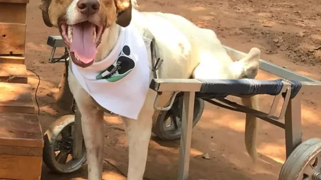 Más rescates que adopciones: la otra cara del Día Mundial del Perro (solo 1 de cada 3 perros rescatados es adoptado)