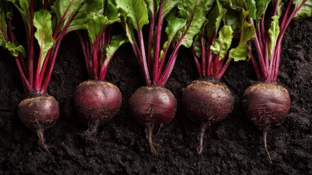 Cultivo de nicho: apuestan por producir 20.000 kg de remolacha por hectárea esta temporada en Hernandarias