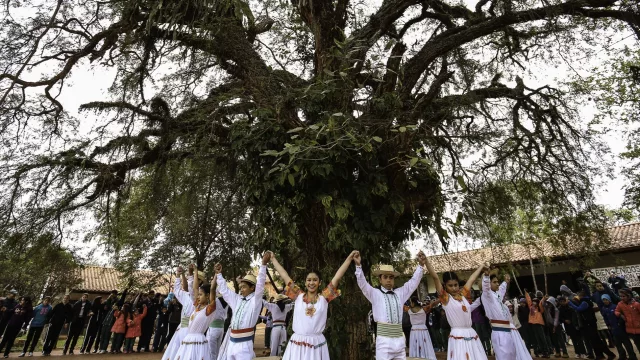 Árbol de mi Escuela quiere sumar a más de 10.000 instituciones educativas para crear conciencia sobre los bosques