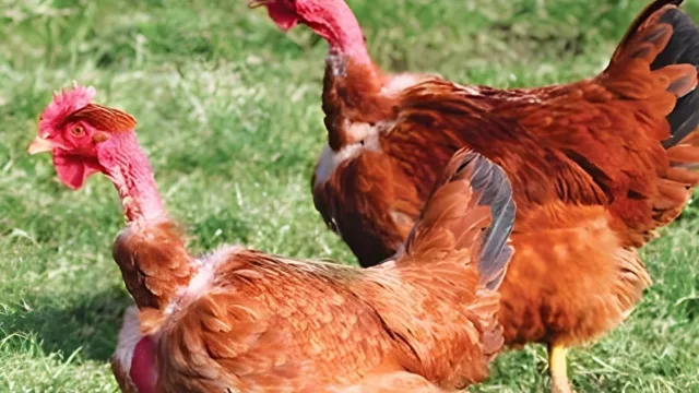 Aves caipiras: la genética que duplica la producción de huevos y abre dos negocios en la finca