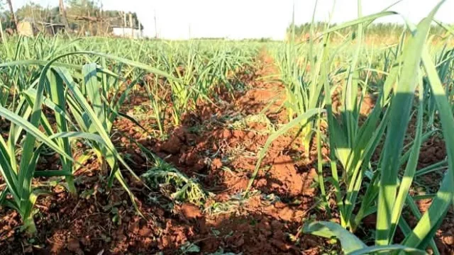 El negocio del ajo gana fuerza en Itapúa: productores pasan de 3.000 a 9.000 kilos por hectárea