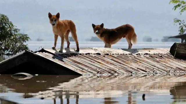 Perros, gatos y hasta caballos: preparan operativo para recatarlos de las crecidas