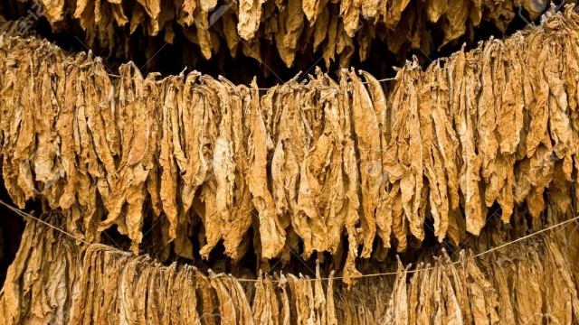 Canindeyú quiere diversificar su cultivo de tabaco y apuestan a la variedad Burley (estiman hasta 2 tn/ha)