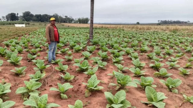Canindeyú quiere diversificar su cultivo de tabaco y apuestan a la variedad Burley (estiman hasta 2 tn/ha)