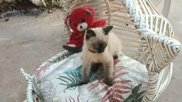 Desde Presidente Franco, Metalúrgica Creativa desarrolla mecedoras para gatos y productos personalizados