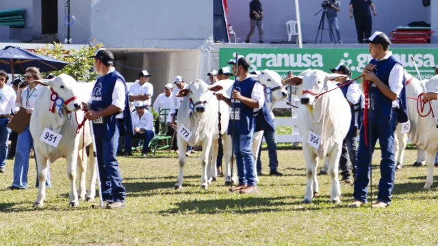 El negocio de la genética toma fuerza: Nelore moviliza 2.781 animales para la Expo Concepción
