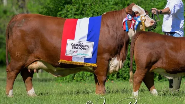 La genética Braford vuelve a cotizar: remate reúne a criadores y productores