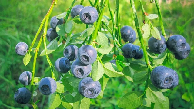 El consumo de arándanos crece y ya se importaron más de 200 toneladas en lo que va del año (Chile se suma como nuevo proveedor)