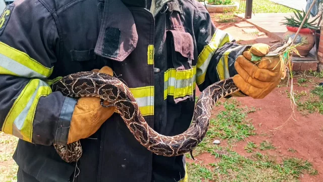 Un visitante inesperado: estas son las claves ante la aparición de una serpiente en áreas urbanas