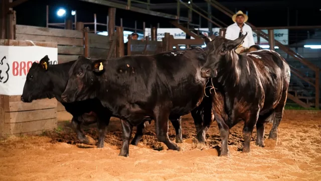 Brangus generó negocios por G. 6.880 millones durante su feria de vientres