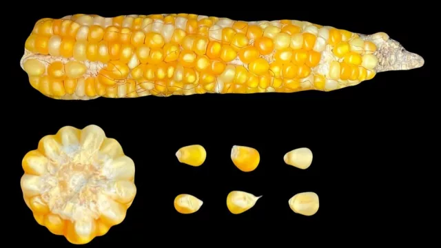 Buscan identificar el potencial genético del maíz nativo (hasta ahora hay 10 razas mapeadas)